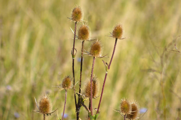 istock Closeup of ,cutleaf teasel brown seeds with blurred background 1469687641