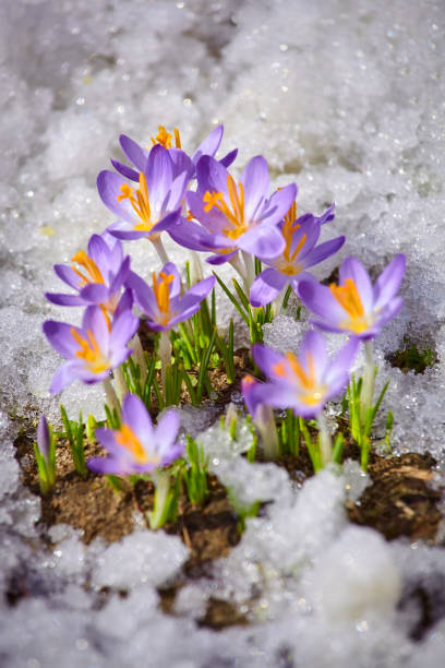 istock Close up spring crocus flower in the melting snow in the sun 1469687675