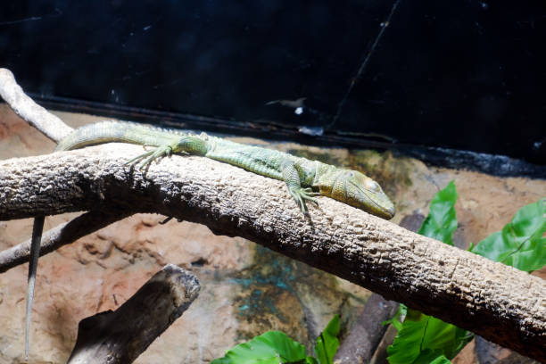 istock Selective focus of lacerta lepida which is perched on top of a tree. 1469687683