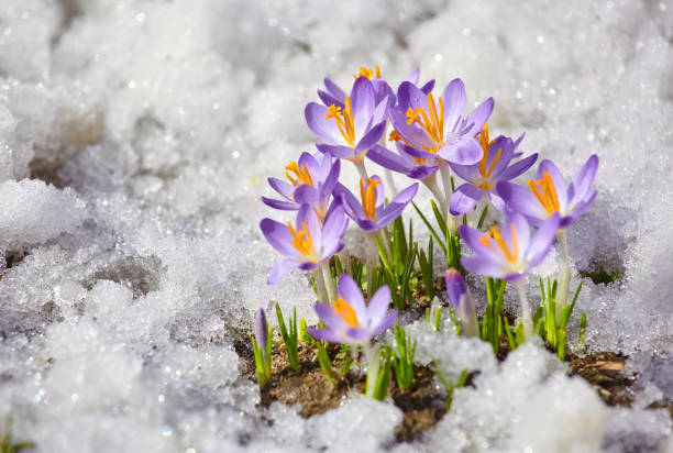 chiudi il fiore di croco primaverile nella neve che si scioglie al sole - snow crocus flower spring foto e immagini stock