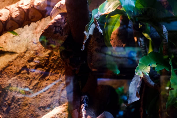 istock Selective focus of boa constrictor that is perched in a dark place. 1469687727