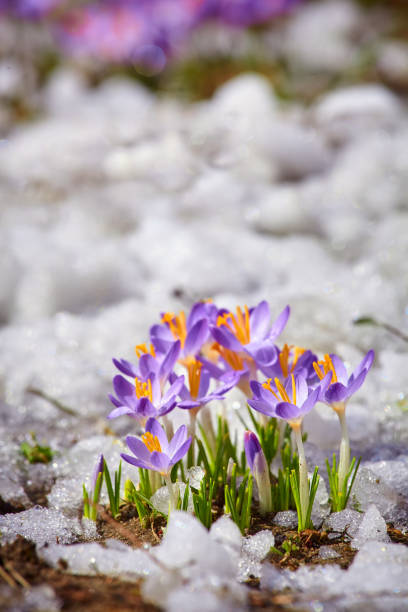 istock Close up spring crocus flower in the melting snow in the sun 1469687740