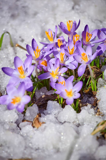 istock Close up spring crocus flower in the melting snow in the sun 1469687757