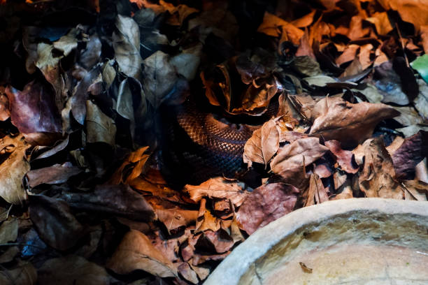 Selective focus of eastern indigo snakes that are perched in a dark place. Selective focus of eastern indigo snakes that are perched in a dark place. lears macaw stock pictures, royalty-free photos & images