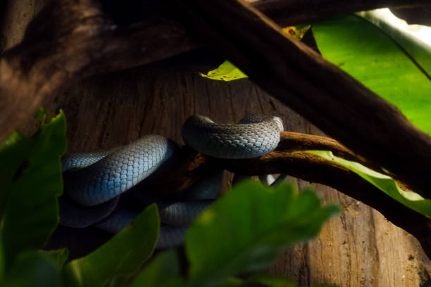 istock Selective focus of colubrid snakes that are perched on a tree in a dark place. 1469687902