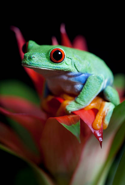 istock Red-Eyed tree Frog on a Succulent 146968803