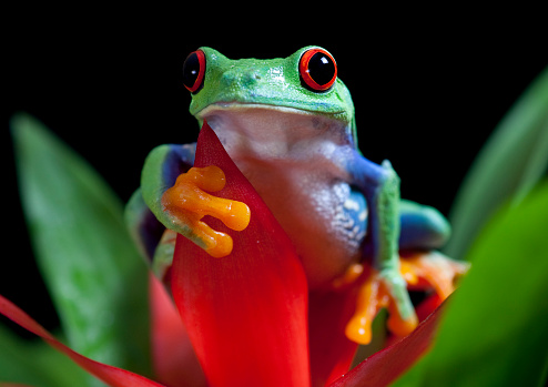 Redeyed Tree Frog Front View Stock Photo - Download Image Now - Amphibian, Animal Body Part, Animal Eye - iStock Redeyed Tree Frog Front View Stock Photo - Download Image Now - Amphibian, Animal Body Part, Animal Eye - iStock