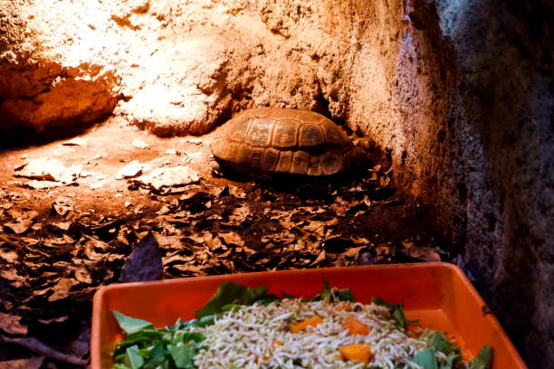 selective focus of kinixys belliana tortoise perched in a dark cage illuminated with lights. - floorbox imagens e fotografias de stock