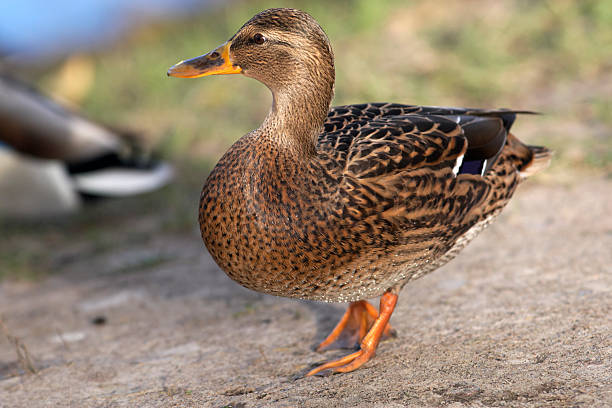 istock Mallard duck female posing at camera 146968831