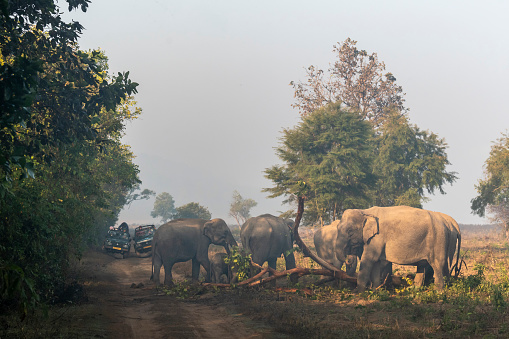 wild asian elephant or Elephas maximus indicus herd eating bark of tree after destroying and blocking the safari road at dhikala Jim corbett national park Uttarakhand India