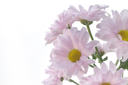 Close Up of Pink Flowers/Studio Shot