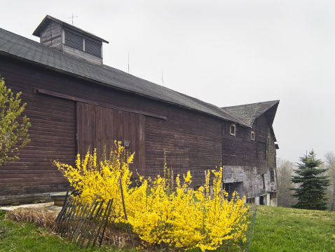 A big old barn and the forsythia bush as seen in Spring time in the Pocono Mountains of Pennsylvania.
