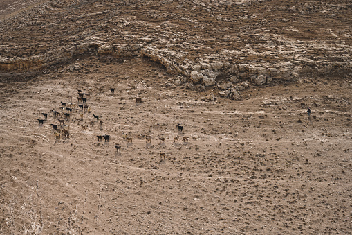 Mukawir, Jordan - October 26 2022: Goat Herd and Shepherd in the Jordan Countryside on the Slope of an Arid Hill