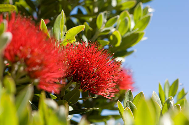 istock Pohutukawa Flowers 146969040