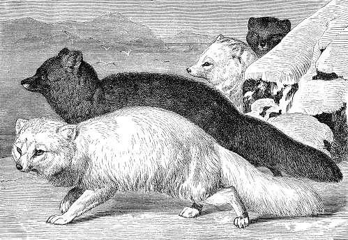 Vintage engraving of white fox and silver fox, one uses its white fur as camouflage in Arctic regions, the other is a melanistic variation with black fur and only the hair tips white.
