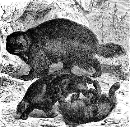 Vintage engraving of wolverine animals playing together. Wolverine is a muscular carnivore mustelidae resembling a bear and lives in Nordic cold regions.