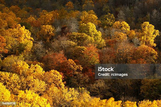 Bosque De Otoño Foto de stock y más banco de imágenes de Aire libre - Aire libre, Appalachia, Bosque