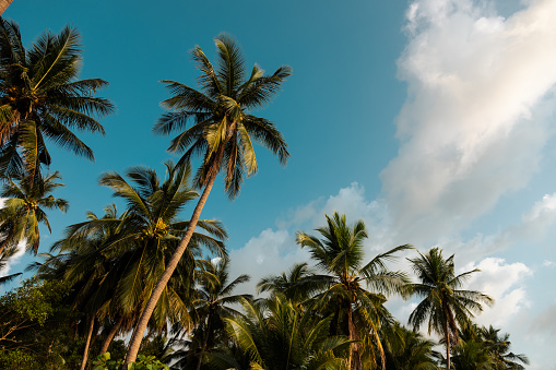 Summer background. Low angle view of tropical palm trees over clear blue sky
