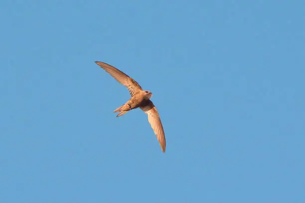 Pallid Swift (Apus pallidus) against blue sky, Malaga, Spain