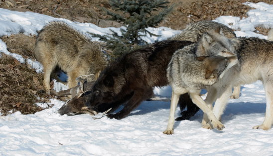 Wolf pack interaction by deer kill