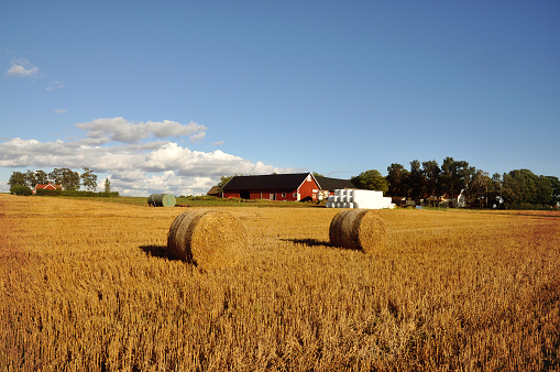 Field of freshly cut bales of hay with a red barn and farmhouse in the background.