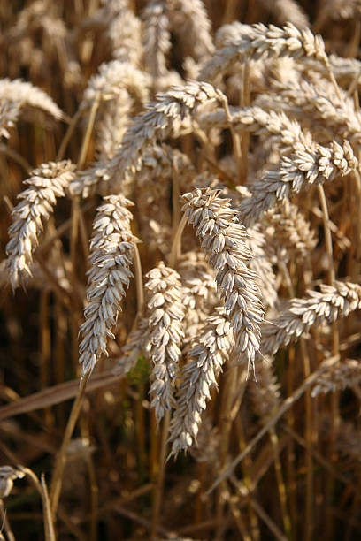 Field of golden barley stock photo