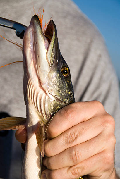 istock Removing a Fishing Hook 146969272