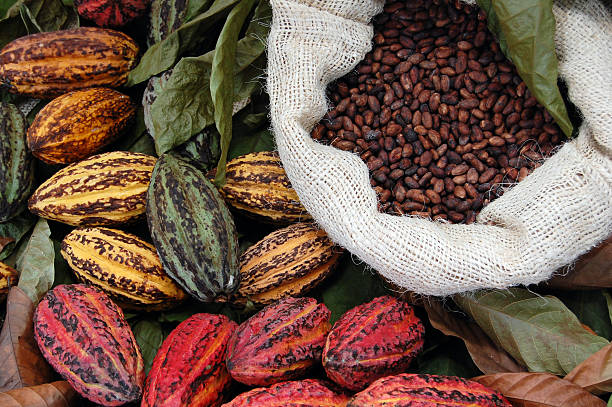 cacao - cocoa bean foto e immagini stock