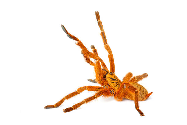 istock Usambara Orange Baboon Tarantula 146969354