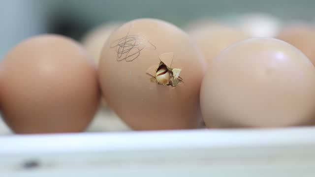 Birth of a yellow little chick out of its egg