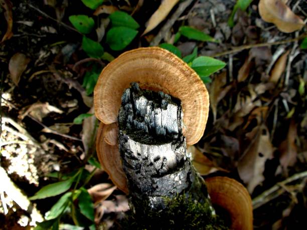 istock plant mushroom fungi 1469696008