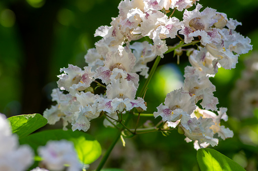 Catalpa bignonioides indian-bean-tree medium sized deciduous ornamental flowering tree, branches with groups of white flowers in bloom and green leaves