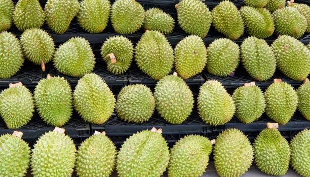 Durian Named in some regions as the "king of fruits", the durian is distinctive for its large size, strong odour, and thorn-covered rind. The fruit can grow as large as 30 centimetres (12 inches) long and 15 cm (6 in) in diameter, and it typically weighs 1 to 3 kilograms (2 to 7 pounds). Its shape ranges from oblong to round, the colour of its husk green to brown, and its flesh pale yellow to red, depending on the species.
An acquired taste, some people regard the durian as having a pleasantly sweet fragrance, whereas others find the aroma overpowering and unpleasant. The smell evokes reactions from deep appreciation to intense disgust, and has been described variously as rotten onions, turpentine, and raw sewage. The persistence of its odour, which may linger for several days, has led certain hotels and public transportation services in Southeast Asia to ban the fruit. xishuangbanna stock pictures, royalty-free photos & images