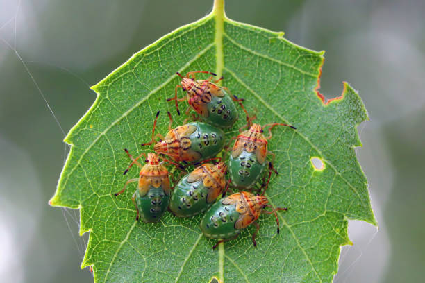 istock Group of Parent Bug final instar nymphs (Elasmucha grisea) nestled together on birch leaf. 1469699526
