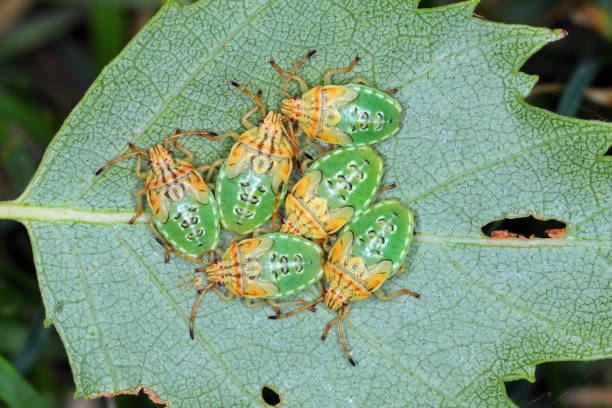 istock Group of Parent Bug final instar nymphs (Elasmucha grisea) nestled together on birch leaf. 1469699527