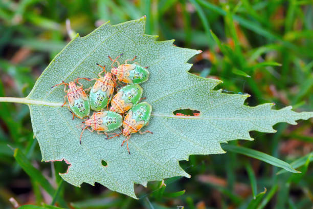 istock Group of Parent Bug final instar nymphs (Elasmucha grisea) nestled together on birch leaf. 1469699533