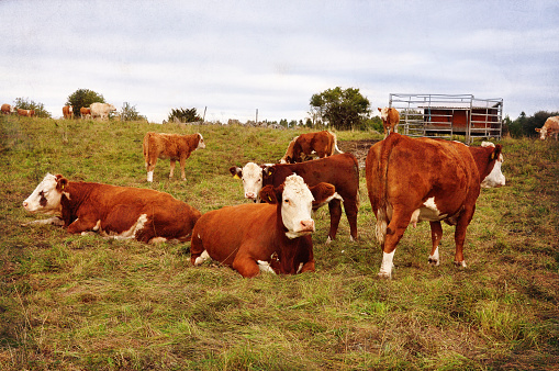 Cows in a field. Vintage look.