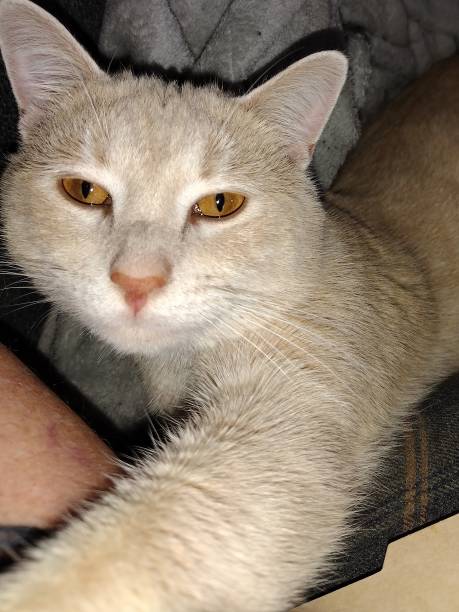 istock Cat with golden eyes 1469708029