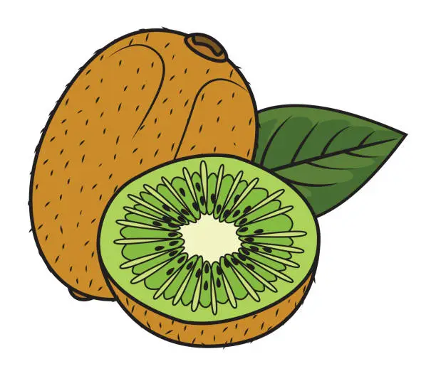 Vector illustration of Kiwi fruit