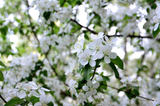 istock A blooming apple tree with white flowers, twigs and green leaves isolated, full frame 1469709412