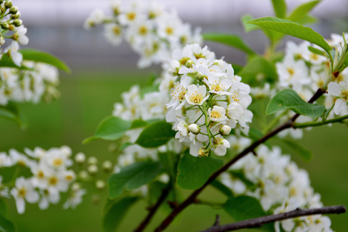 A bird cherry tree with white flowers and buds on branches with green leaves, macro