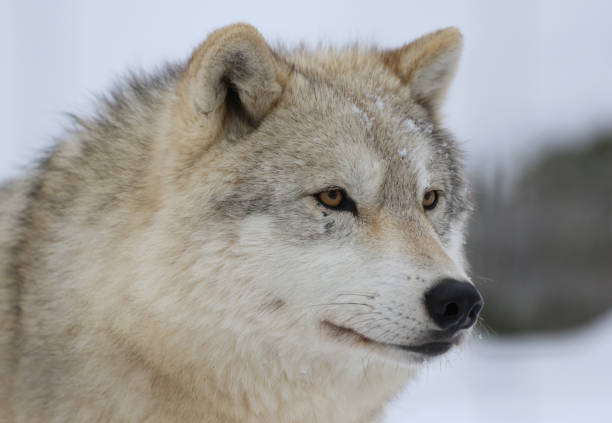 istock face of arctic wolf in nature 1469713477