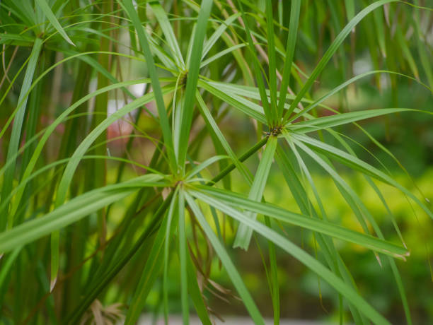 istock Cyperus alternifolius or umbrella sedge plant 1469715981