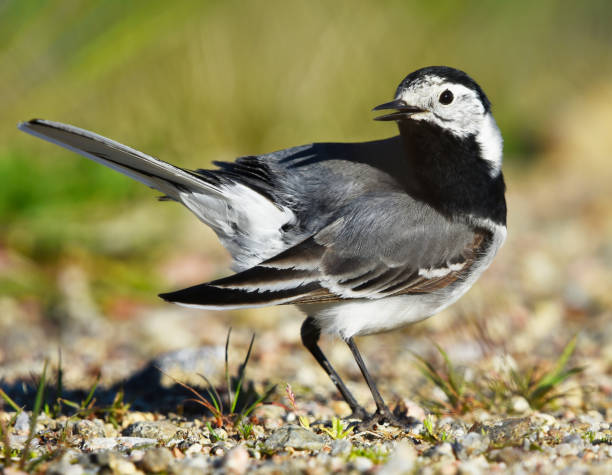 istock White wagtail (Motacilla alba) preening feathers in summer. 1469717051
