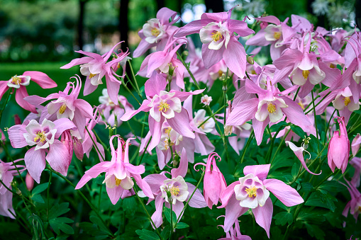 Blooming Aquilegia, columbine plant in the garden. beautiful floral background