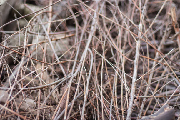 Firewood close up. Tree branches. Wooden sticks background. Bonfire concept. Bundle of sticks. Campfite concept. Twigs close up. Nature in details.