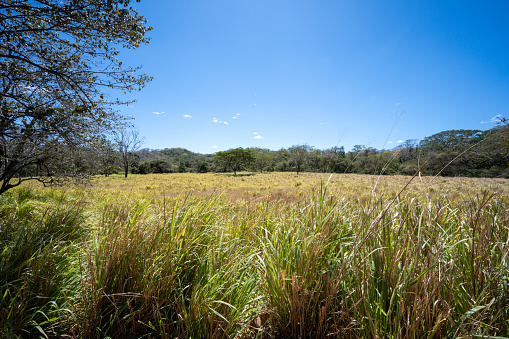 Field during the dry season in the province of Guanacaste in Costa Rica
