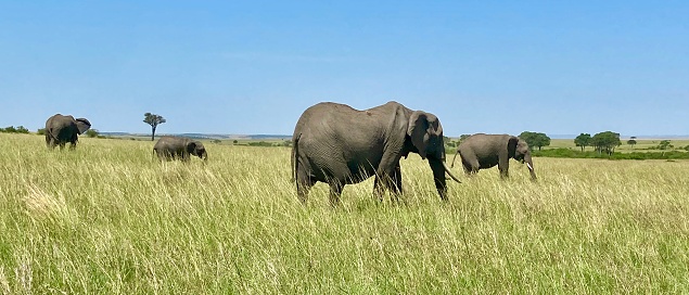 Kenia 2023 - Maasai Mara - Elefants eating