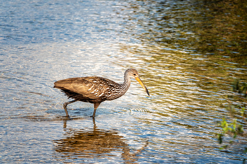 Limpkins are tropical wetland birds whose range reaches into Florida from South America