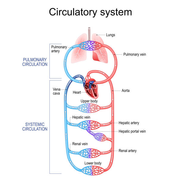ilustrações de stock, clip art, desenhos animados e ícones de circulatory system. human bloodstream. pulmonary circulation in lungs, and systemic circulation - fluxo sanguíneo sistema cardiovascular